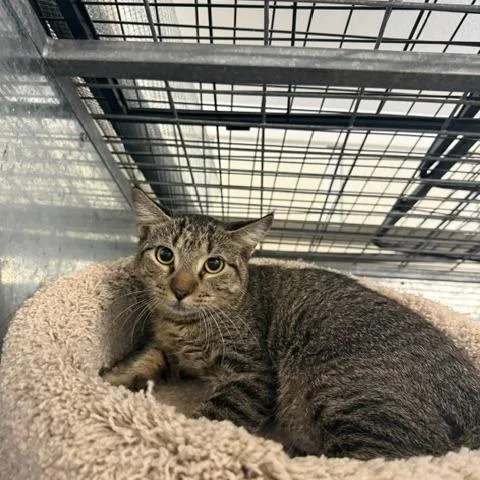 A young small-sized male Domestic Short Hair cat named Linx for adoption in Port Aransas, TX