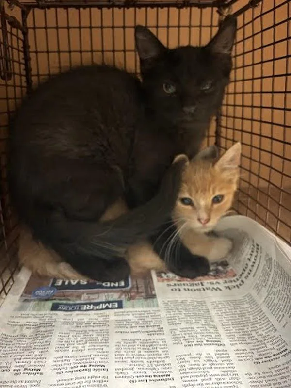 A baby small-sized male Domestic Short Hair cat named Kohaku for adoption in Austin, TX