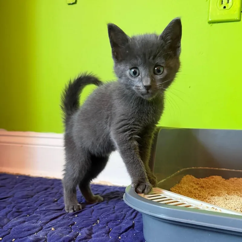 A baby small-sized male Gray / Blue / Silver Domestic Short Hair cat named Cloudy for adoption in Wilmington, DE