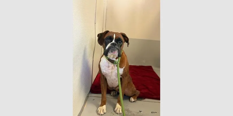 A young medium-sized male Boxer dog named Miller for adoption in Hewitt, TX