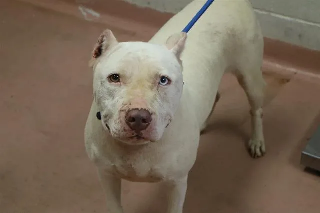 An adult medium-sized female Mixed Breed dog named Sharon for adoption in Columbia, SC