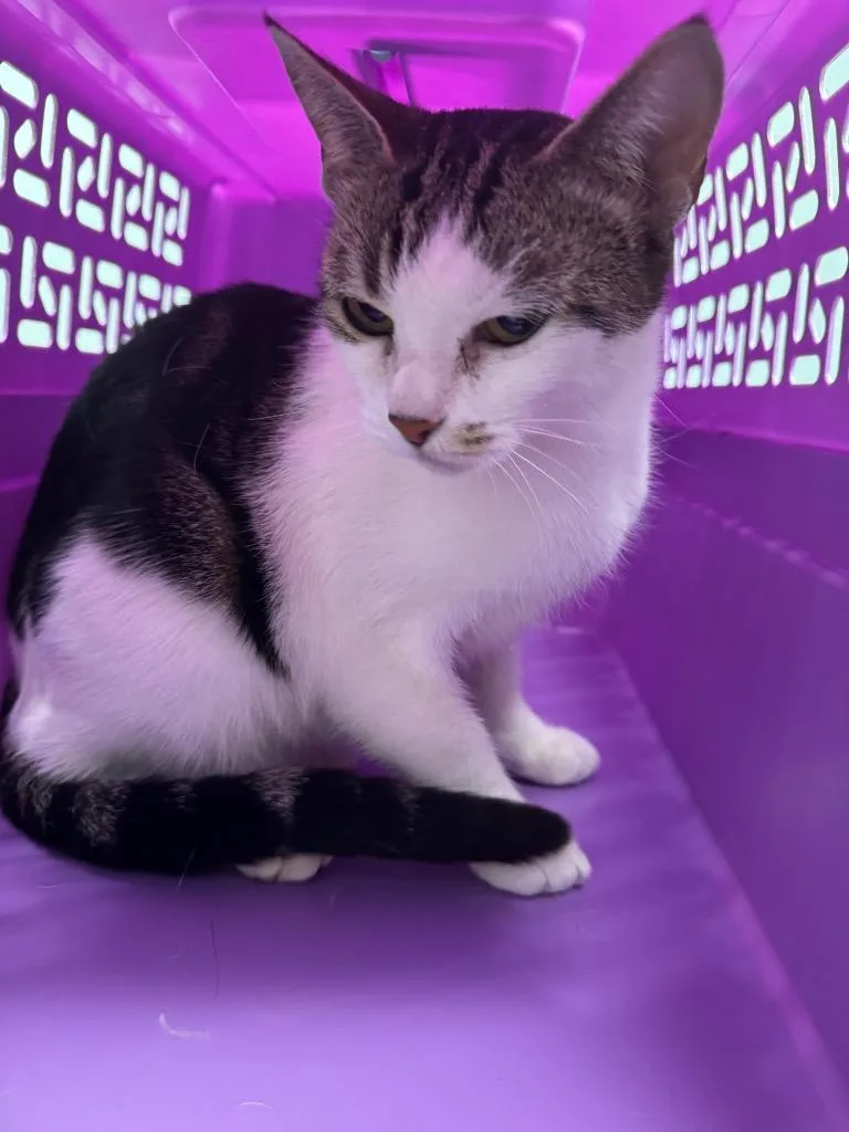 An adult medium-sized female Domestic Short Hair cat named Tricky for adoption in Bloomington, IN
