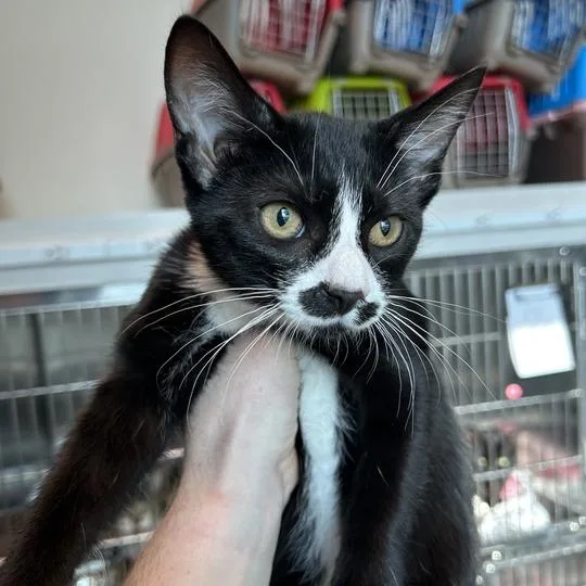 A baby small-sized male Black Domestic Short Hair cat named Wallace for adoption in Matteson, IL