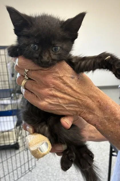 A baby medium-sized female Domestic Short Hair cat named Pollo for adoption in West Memphis, AR