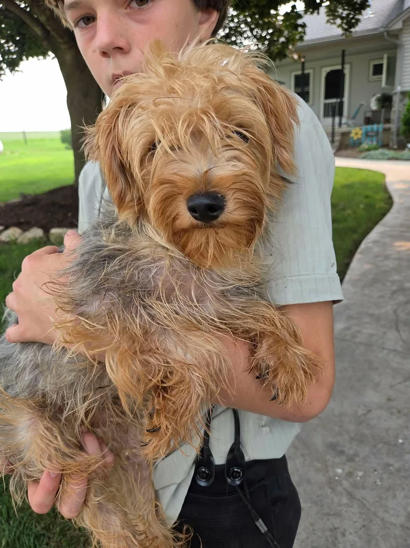 A young small-sized male Yorkshire Terrier dog named Arti for adoption in Havertown, PA