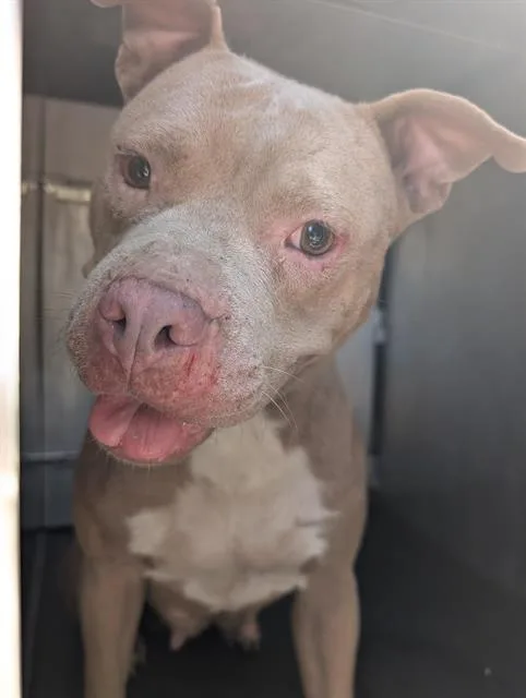 An adult medium-sized female American Staffordshire Terrier dog named Lacy for adoption in San Antonio, TX