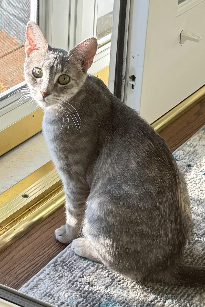Praline