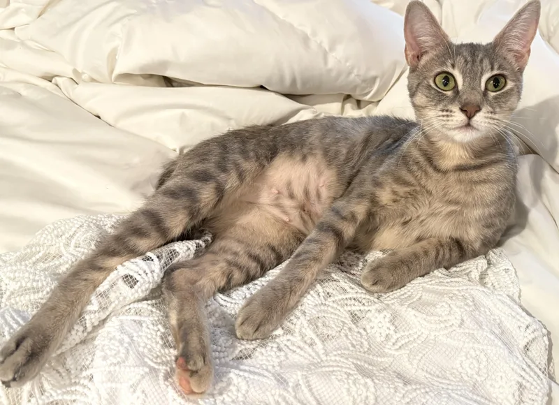 Praline thumbnail 2