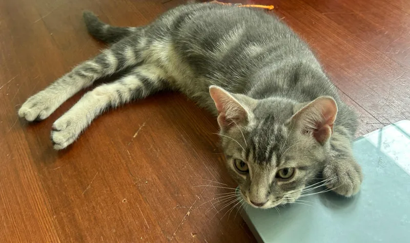 A baby small-sized male Gray & White Domestic Short Hair cat named Slate and Cobalt your for adoption in Stamford, CT
