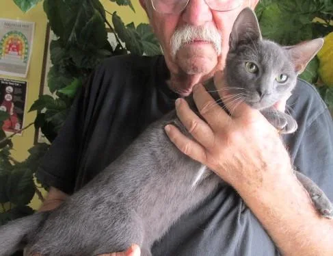 A baby medium-sized male Gray / Blue / Silver Russian Blue cat named Dutch for adoption in Paris, KY