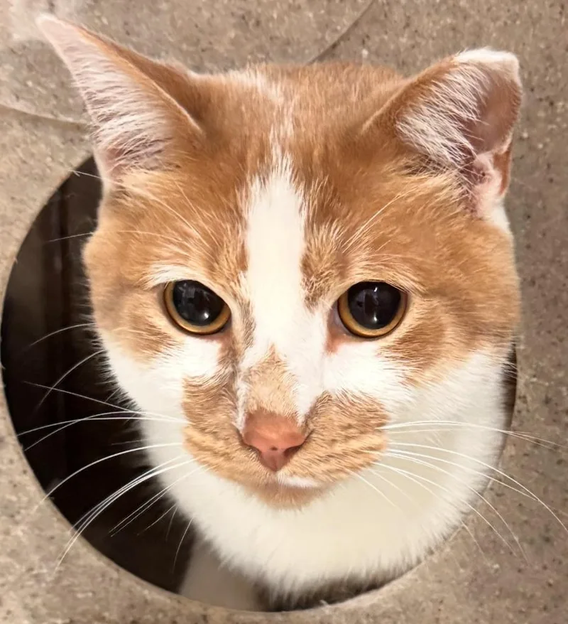 An adult medium-sized male Domestic Short Hair cat named Leo for adoption in Kenai, AK
