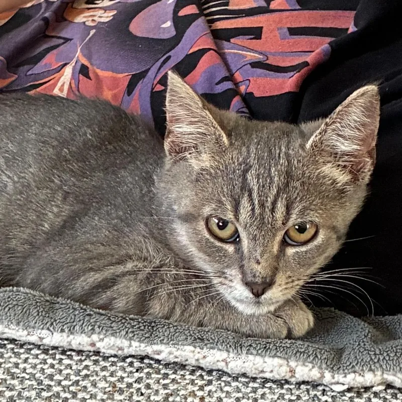 A baby medium-sized male Brown / Chocolate Tabby cat named Chance for adoption in Denver, NC