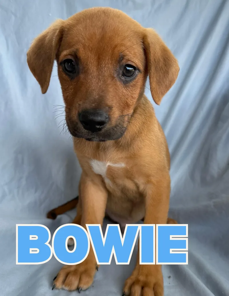 A baby medium-sized male Mixed Breed dog named Bowie for adoption in Shalimar, FL