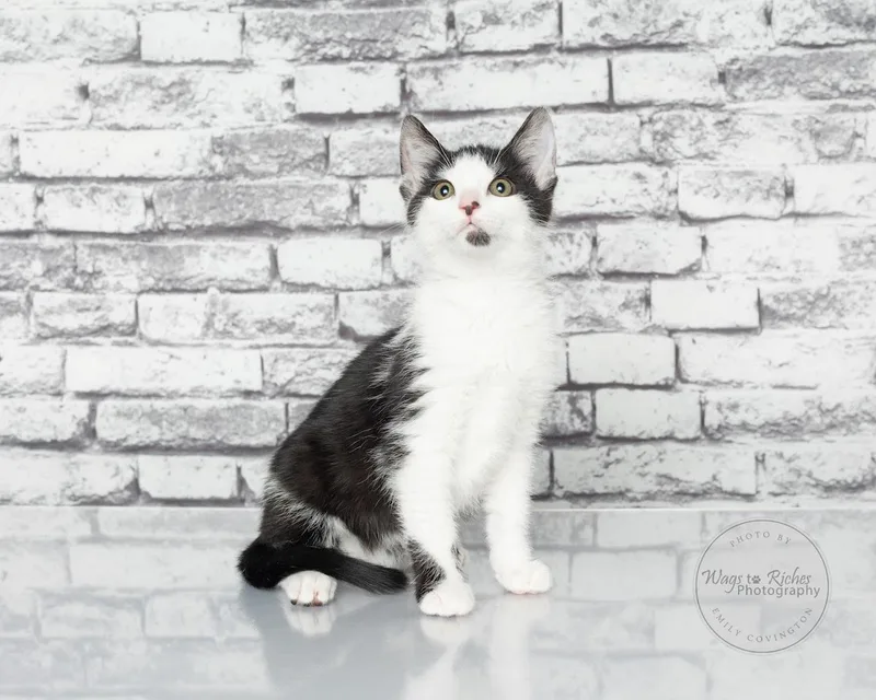 Gizmo   Weeks thumbnail 2