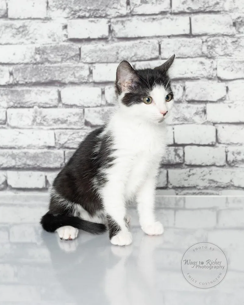 A baby medium-sized male Black & White / Tuxedo Domestic Short Hair cat named Gizmo   Weeks for adoption in Tuscaloosa, AL