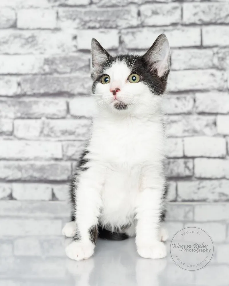 Gizmo   Weeks thumbnail 3