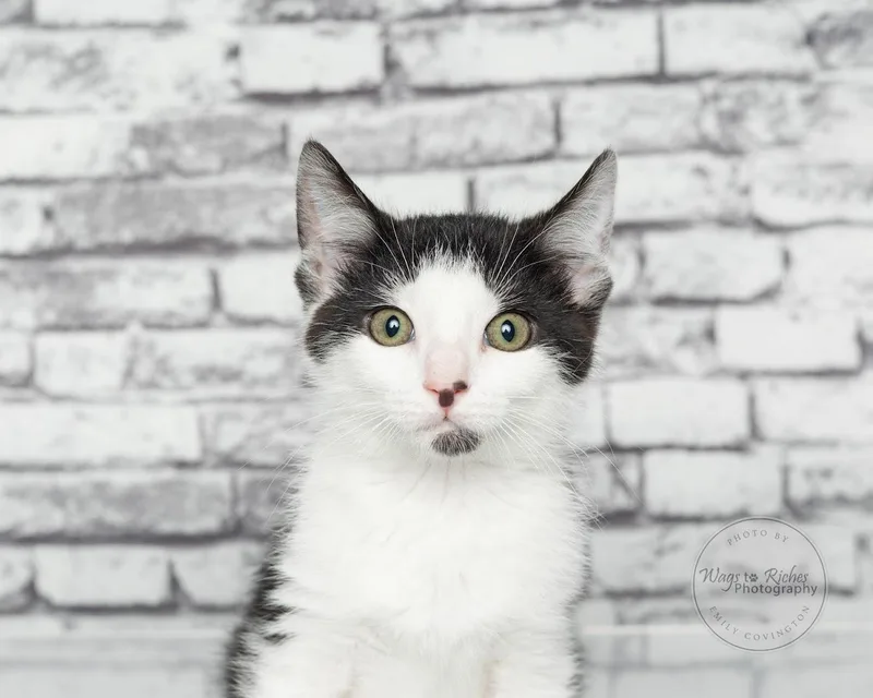 Gizmo   Weeks thumbnail 4