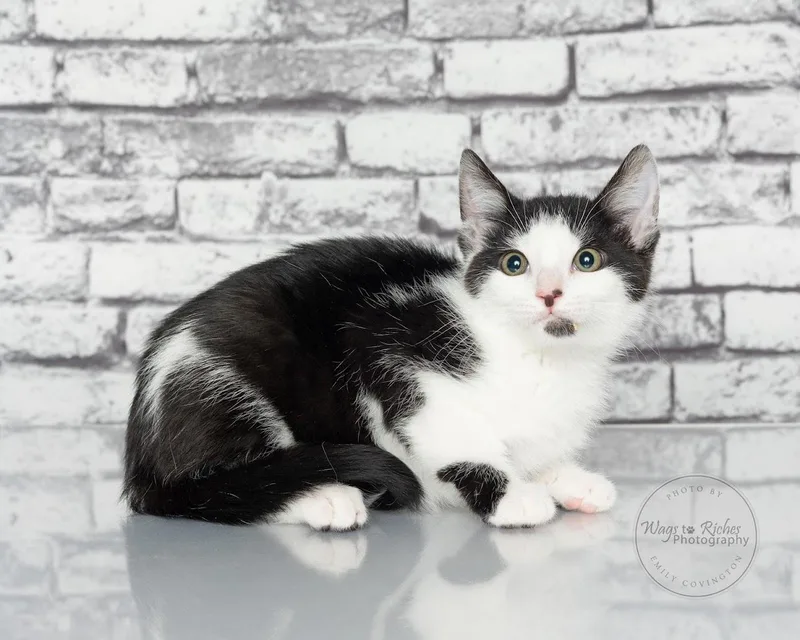 Gizmo   Weeks thumbnail 5