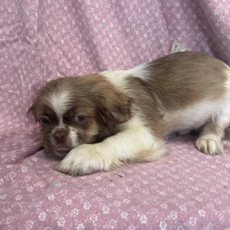 A baby small-sized male White / Cream Pekingese dog named Phil for adoption in San Antonio, TX