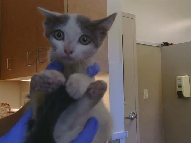 A baby small-sized female Domestic Short Hair cat named Prissy for adoption in Sacramento, CA