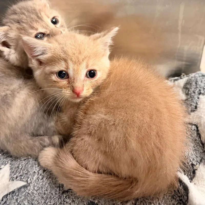 A baby small-sized male Buff / Tan / Fawn Domestic Short Hair cat named Garrett for adoption in Evensville, TN