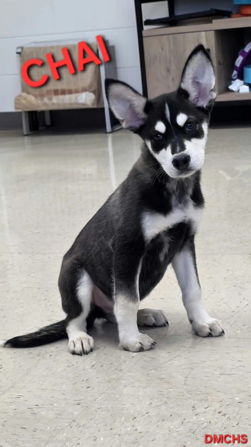 A baby small-sized male Husky dog named Chai for adoption in Burlington, IA