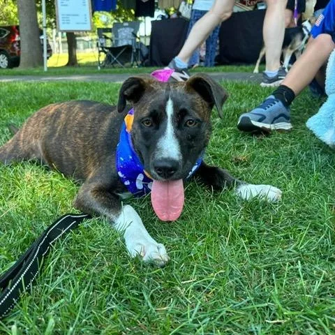 A young medium-sized female Brindle Pit Bull Terrier dog named Moxie for adoption in Bethlehem, PA
