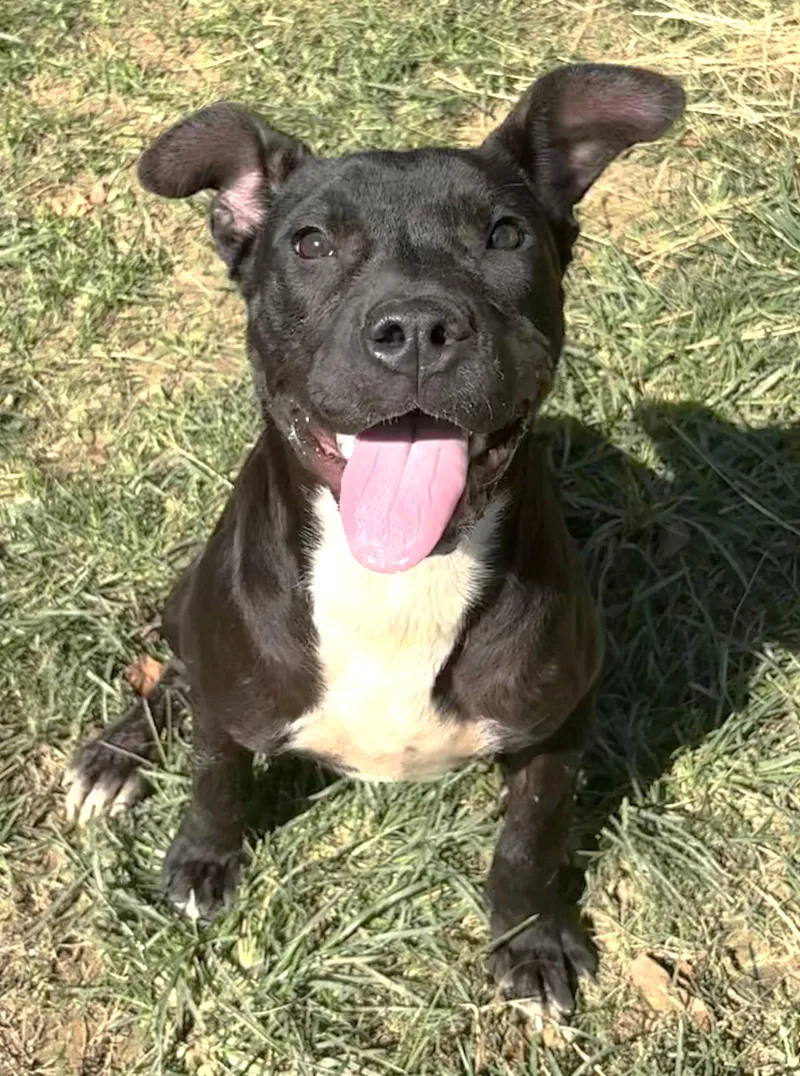A young medium-sized female Pit Bull Terrier dog named Tiptoe for adoption in Wetumpka, AL