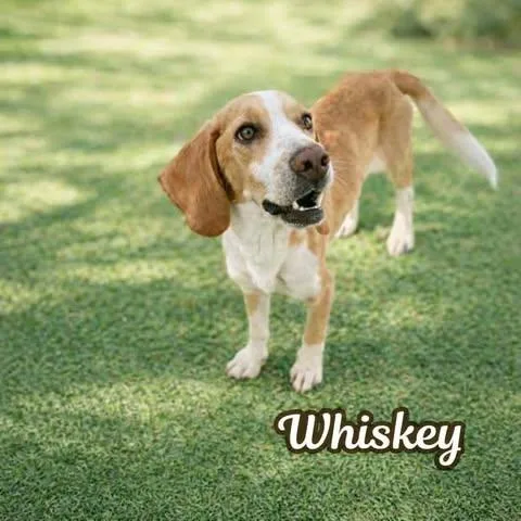 A young small-sized male Red / Chestnut / Orange Beagle dog named Whiskey for adoption in Cochran, GA