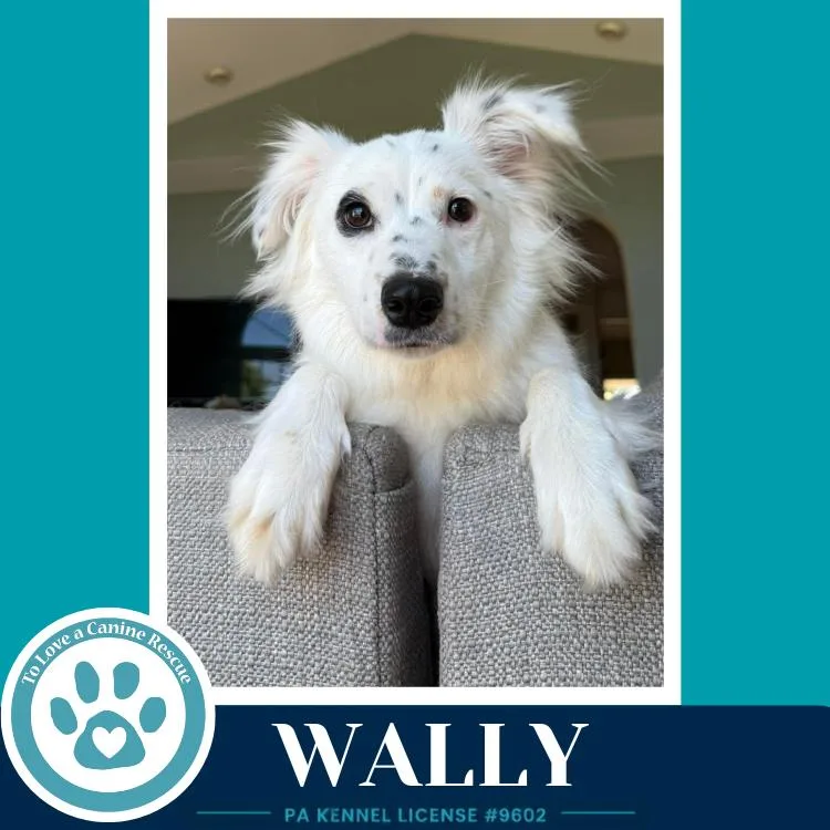 Wally