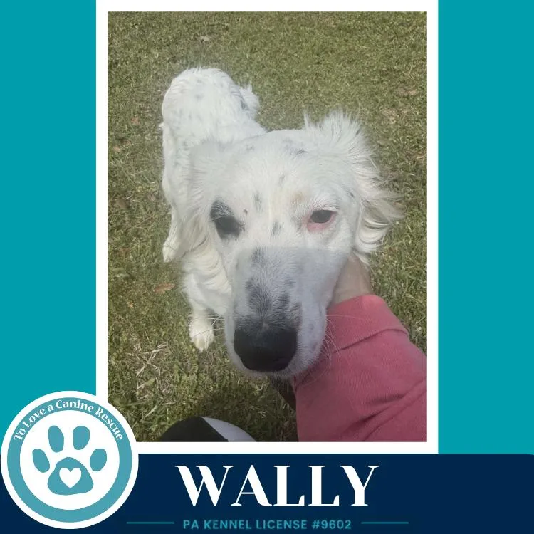 Wally thumbnail 2