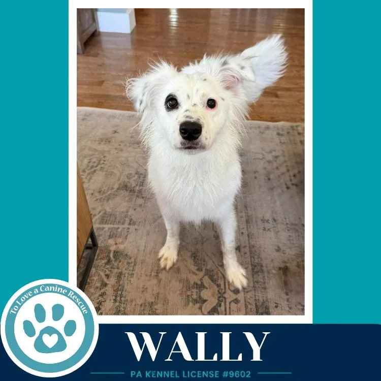 Wally thumbnail 3