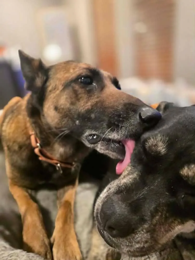 A senior medium-sized female Belgian Shepherd / Malinois dog named Coco Sweet and Sassy for adoption in Houston, TX