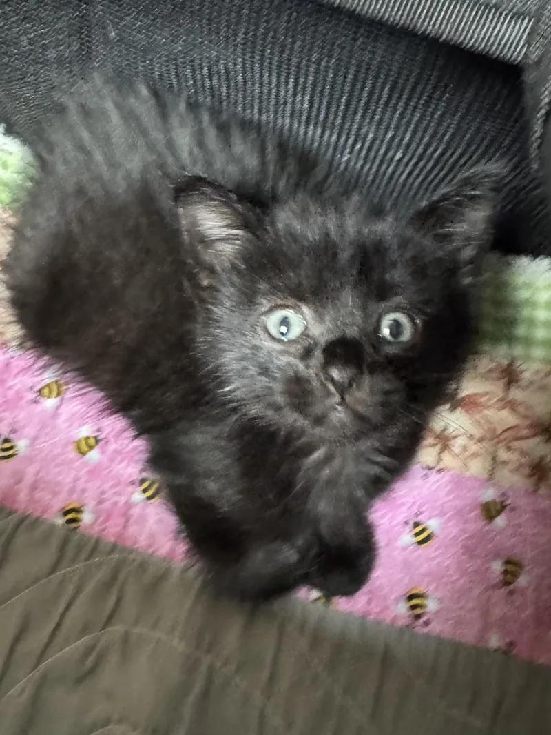 A baby medium-sized male Black Domestic Short Hair cat named Koda for adoption in Valley Center, KS