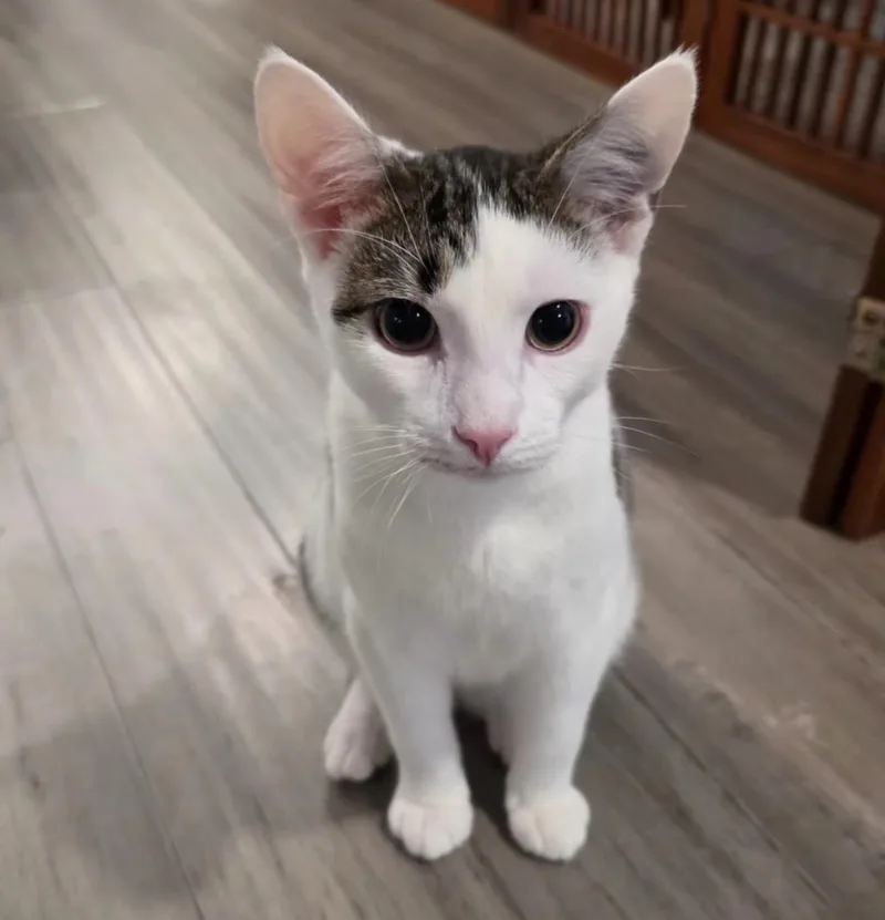 A baby medium-sized male Gray / Blue / Silver Domestic Short Hair cat named Magic Marker for adoption in Richmond, VA