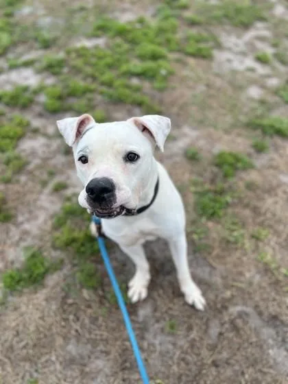 An adult large-sized male Mixed Breed dog named Small Fry for adoption in Vero Beach, FL