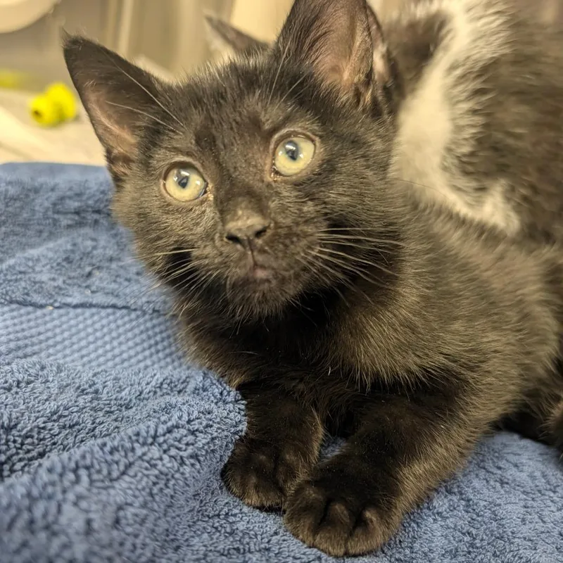 A baby small-sized male Black Domestic Short Hair cat named Gomez for adoption in Hendersonville, NC