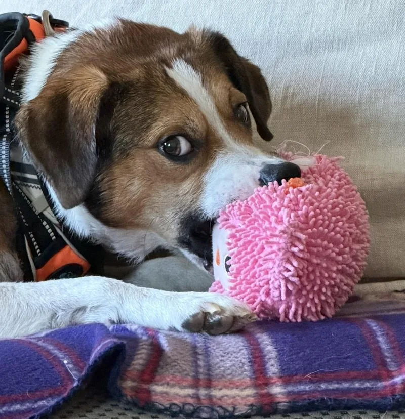 An adult medium-sized male Beagle dog named Bob for adoption in Palatine, IL