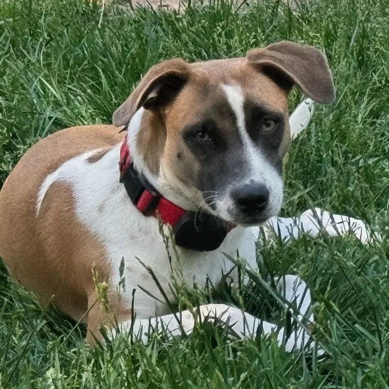 A baby medium-sized female Tricolor (Brown, Black, & White) Mixed Breed dog named Lola for adoption in Baldwin, MD