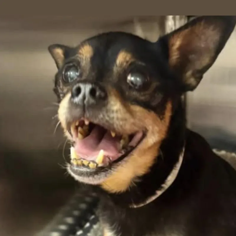 A senior small-sized male Black Miniature Pinscher dog named Grimley for adoption in Spring Hill, KS