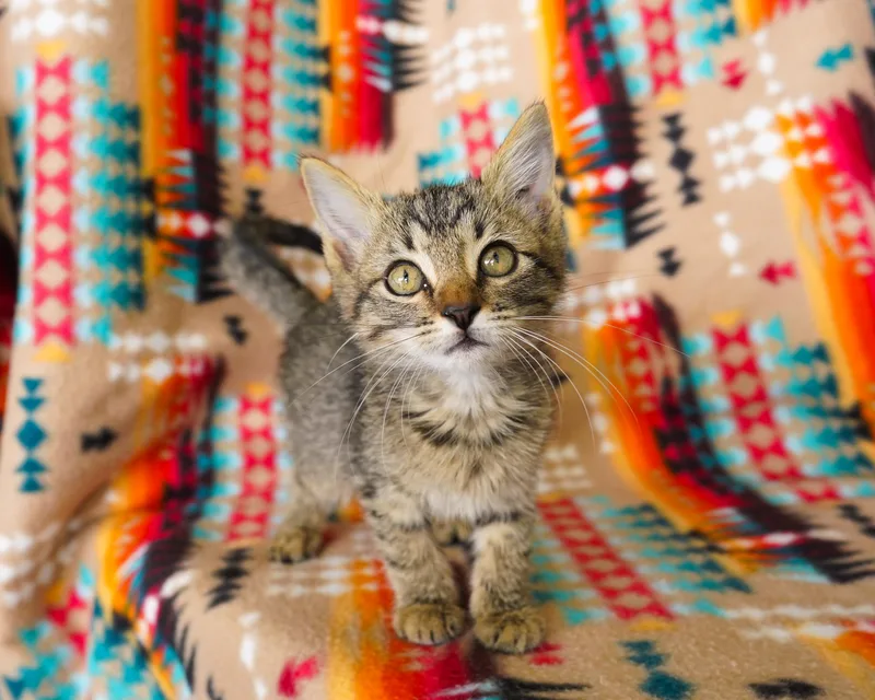 A baby medium-sized female Tabby (Gray / Blue / Silver) Domestic Short Hair cat named Goth for adoption in San Antonio, TX