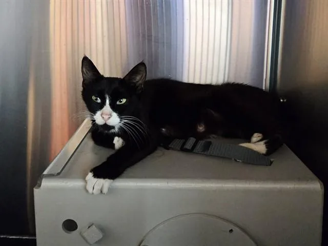 An adult medium-sized female Domestic Short Hair cat named Penelope for adoption in Martinez, CA