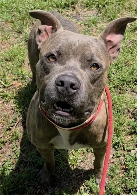 A young large-sized male American Staffordshire Terrier dog named Squishy for adoption in Fort Lauderdale, FL