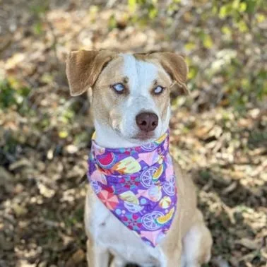 A young medium-sized female Apricot / Beige Mixed Breed dog named Sheba for adoption in Elgin, TX