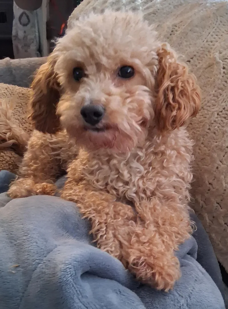 An adult small-sized male Poodle (Toy) dog named Henry for adoption in Staatsburg, NY