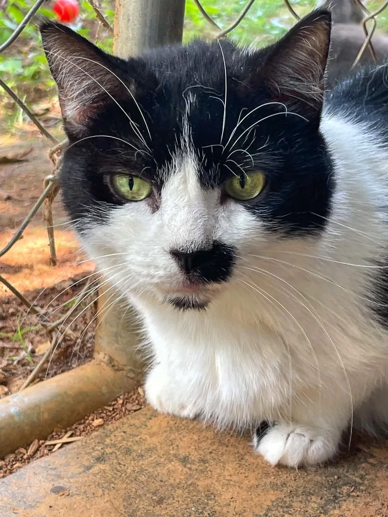 A young medium-sized female Black & White / Tuxedo Domestic Short Hair cat named Maggie for adoption in Flint Hill, VA