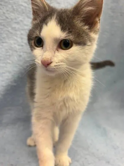 A baby small-sized female Domestic Short Hair cat named Aphrodite for adoption in McCook, NE