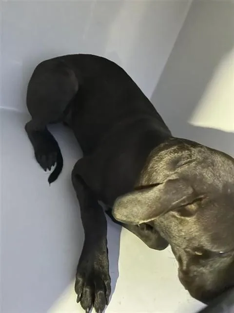 A young large-sized male Pit Bull Terrier dog named A for adoption in Houston, TX