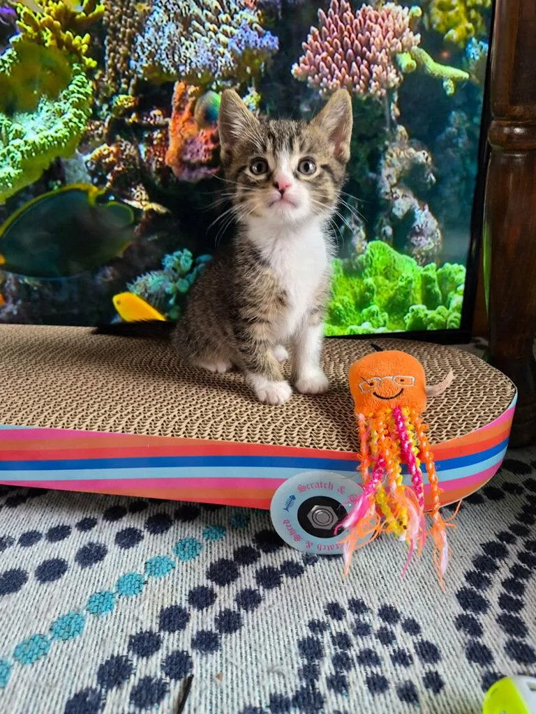 A baby medium-sized male Domestic Short Hair cat named C Litter Joey for adoption in Livonia, MI
