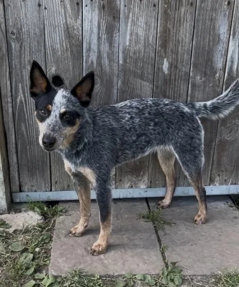 A young medium-sized female Australian Cattle Dog / Blue Heeler dog named Foxy for adoption in Chillicothe, MO